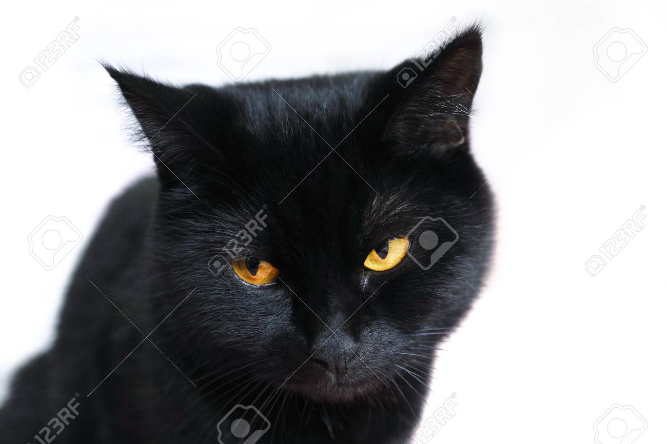 悲しい猫。一番くじ　ワンピース　絶対的正義　C賞　イッショウ　フィギュア。黒猫は疲れています。◼️TMNT◼️タートルズ フィギュア サムライ ラファエロ。猫の感情の写真素材・画像素材